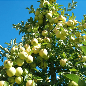 Jabloň domáca (Malus domestica) ´GOLDEN DELICIOUS´  - výška 130-106 cm, voľnokorenná